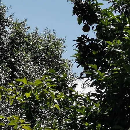 Casa Castellana 公寓 阿斯科利皮切诺